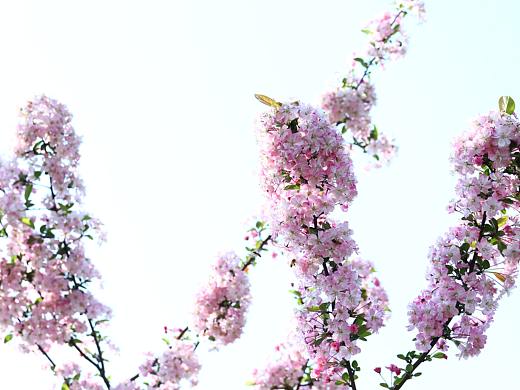 夏日樱花（个人主页-ZNDM2NzEyODg=） - 风光摄影 - 站酷设计师七月里听风原创素材 - 站酷ZCOOL