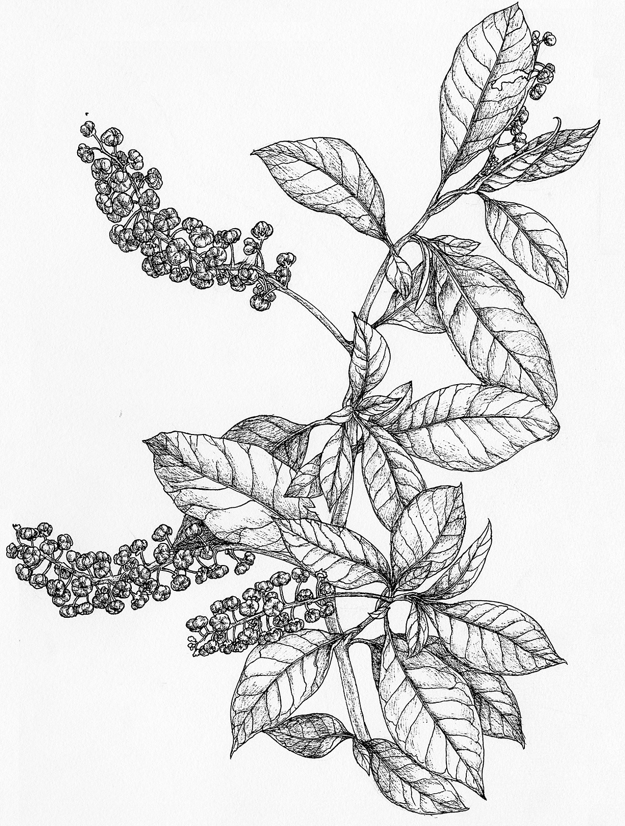 一组签字笔植物手稿