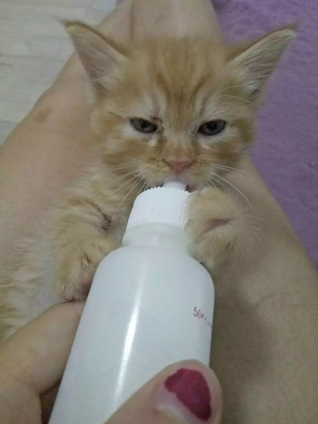 菜刀眼黄豆芽的日常（图ZODEwMzg1MzY=） - 宠物摄影 - 站酷设计师violasean原创素材 - 站酷ZCOOL