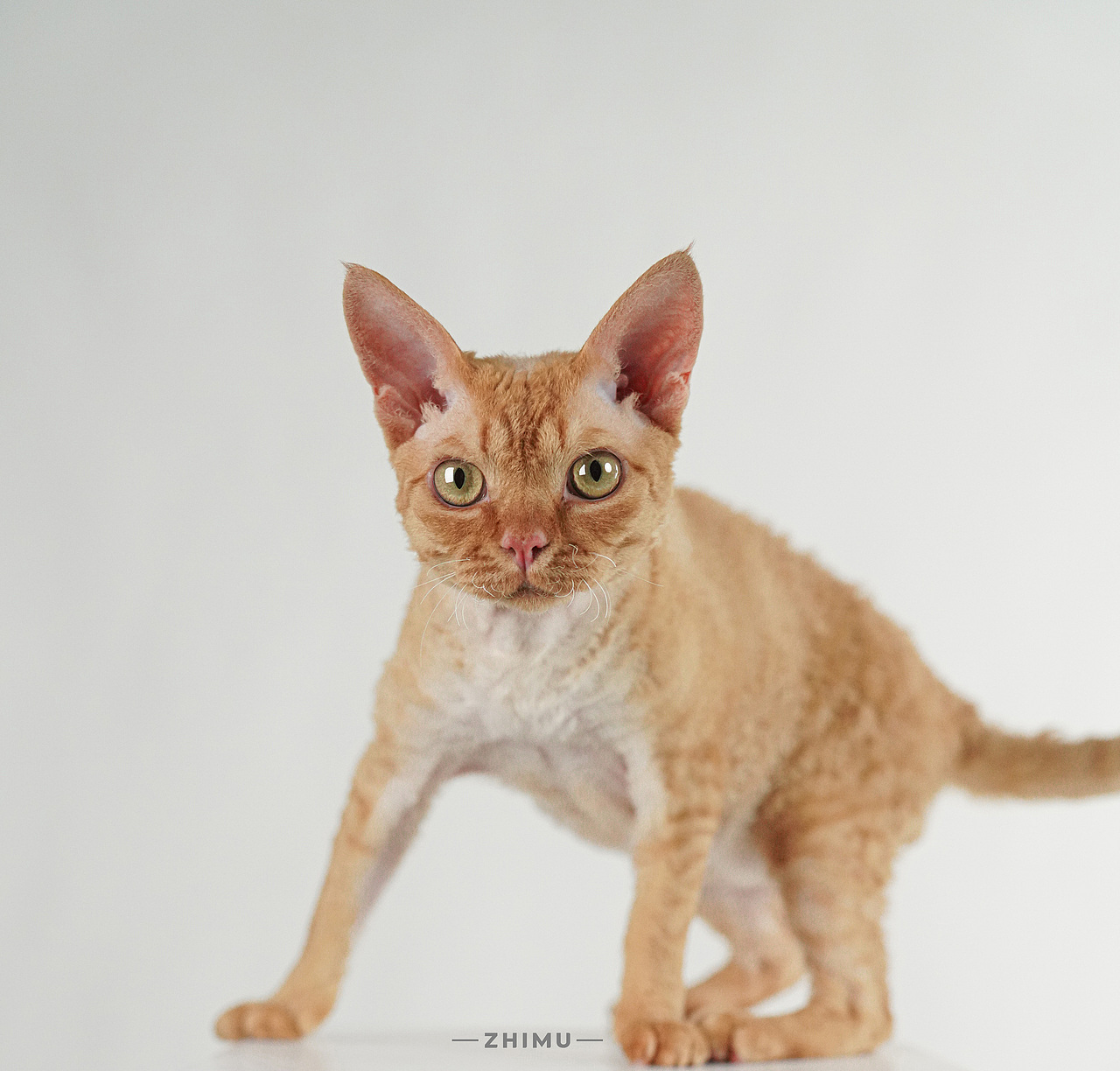 宠物摄影源计划-Down the mountain tiger