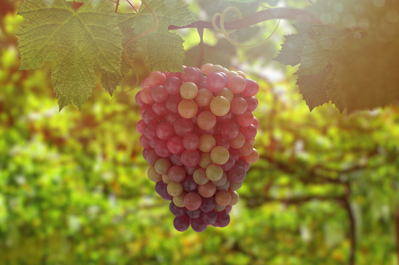 葡萄:照片级渲染