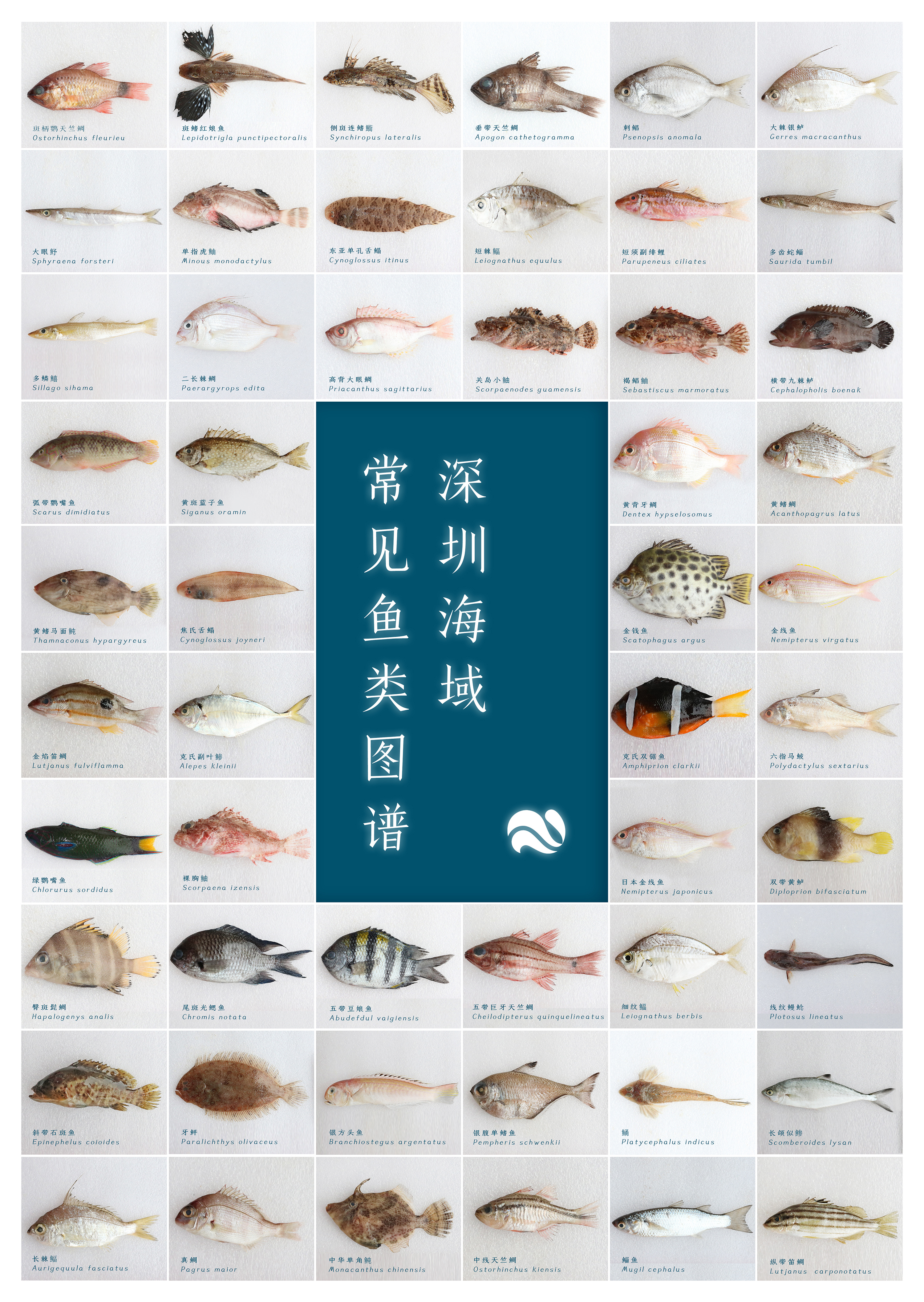 深圳海域常见鱼类图谱海报