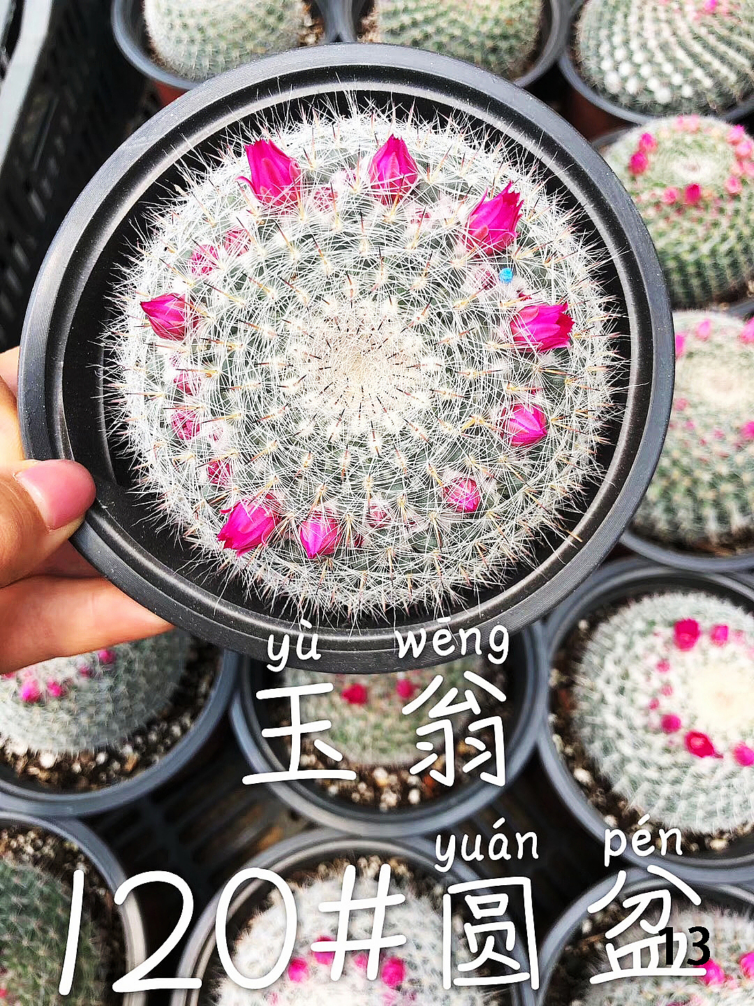 云南东南亚多肉绿植（图ZMTU1NDUxMjA4） - 产品摄影 - 站酷设计师绿植玩家原创素材 - 站酷ZCOOL