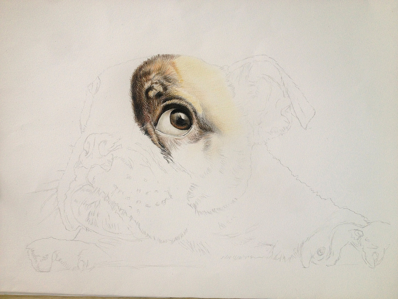 旺财（图ZNTg2MzY1MjA=） - 创作习作 - 站酷设计师Blake阿li原创素材 - 站酷ZCOOL