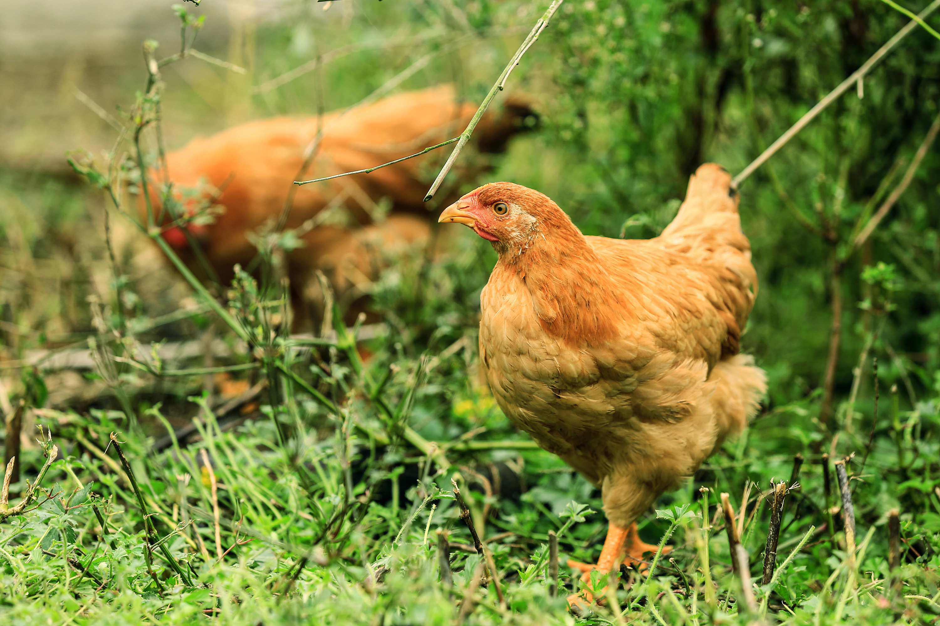 上海附近的农场们