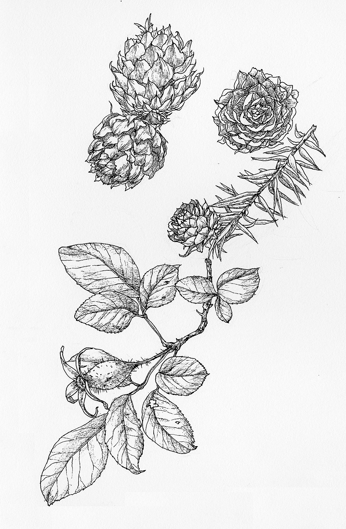 一组签字笔植物手稿