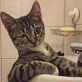 以后养只猫的头像