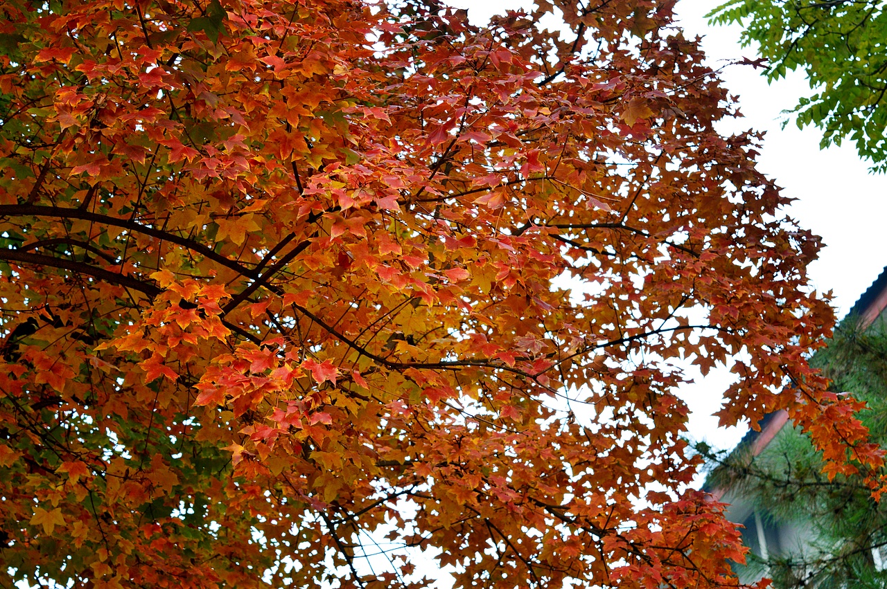 秋色（图ZODU0MjI2NDQ=） - 风光摄影 - 站酷设计师LULU淼原创素材 - 站酷ZCOOL