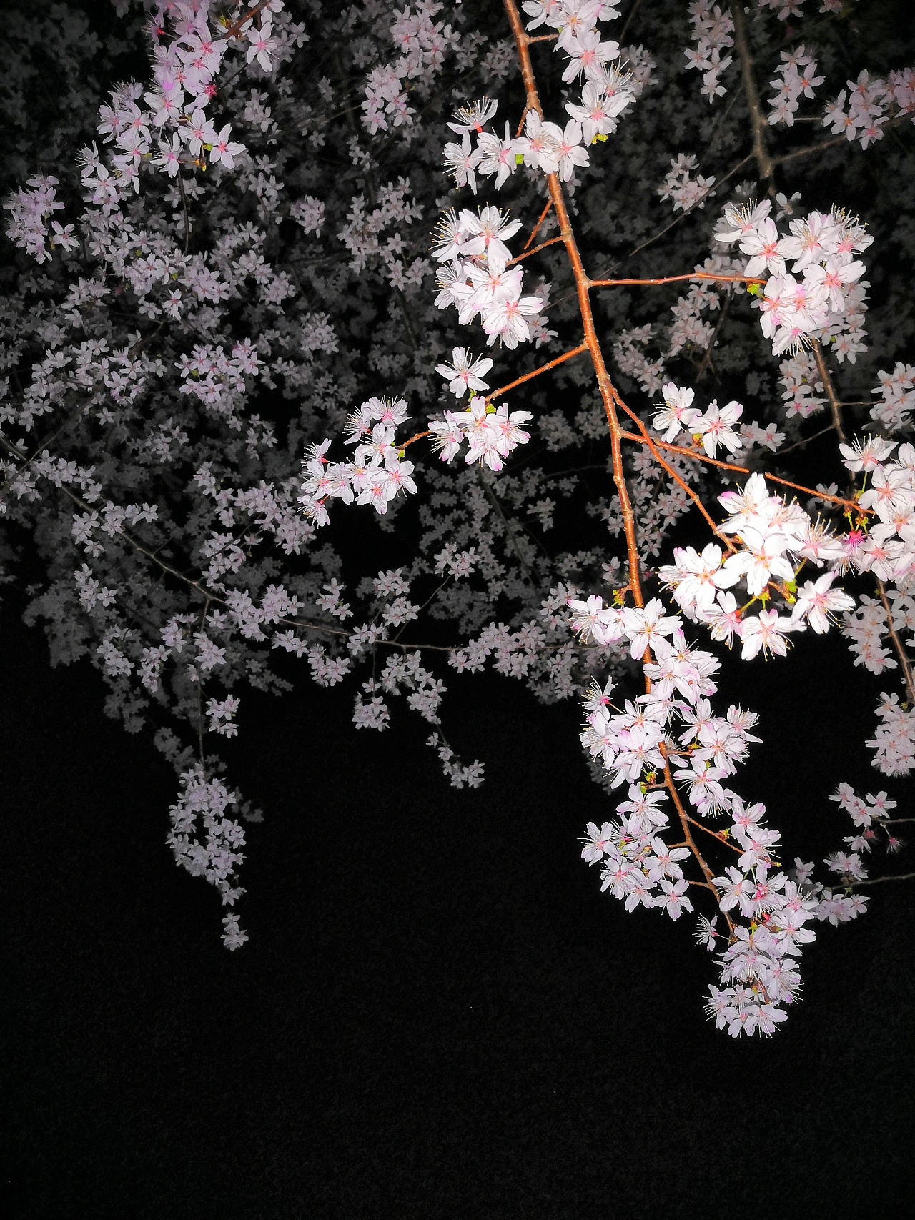 晓庄夜里的樱花