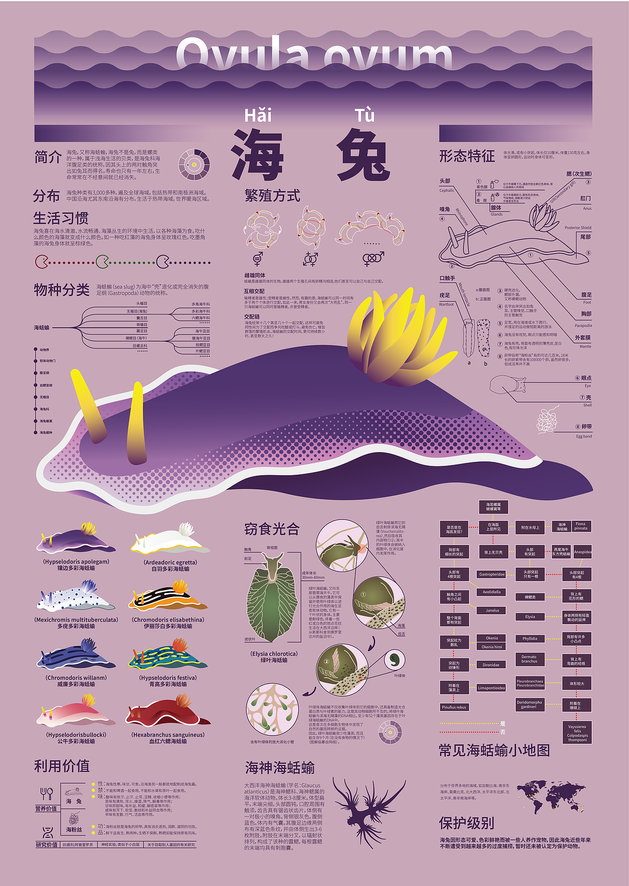 海洋生物科普信息图表