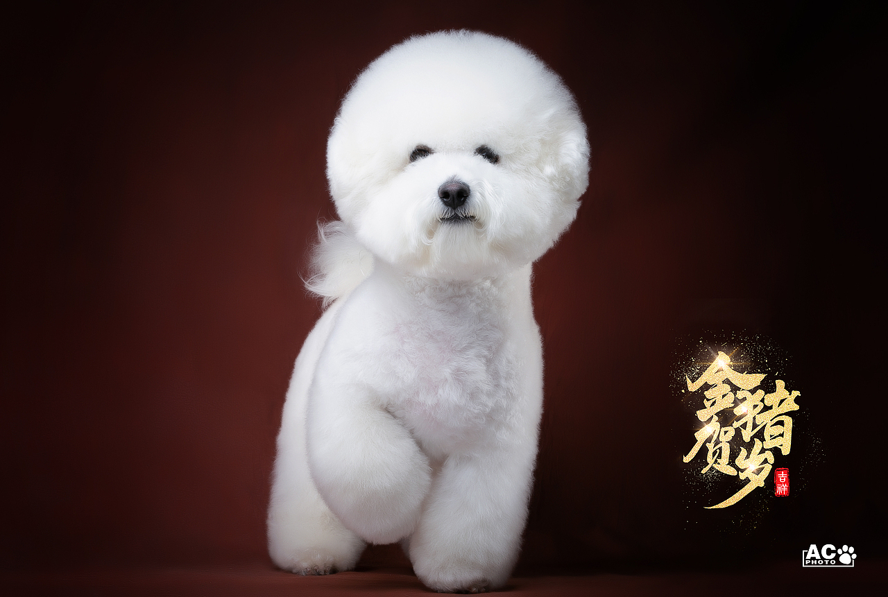 快要过大年了，欢喜得很。（图ZMTQyNDkzOTA4） - 宠物摄影 - 站酷设计师AC宠物摄影原创素材 - 站酷ZCOOL