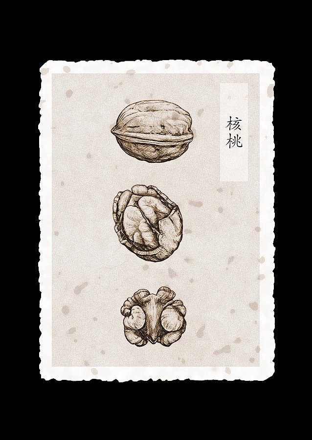 素描坚果（图ZOTE1MjUzNDA=） - 商业插画 - 站酷设计师quaint离奇原创素材 - 站酷ZCOOL