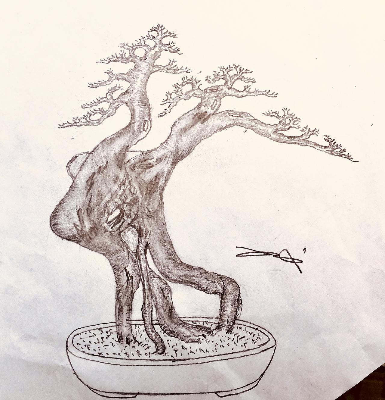 分享九里香盆景设计效果图吕绍武手绘盆景设计效果图榆树盆景设计效果