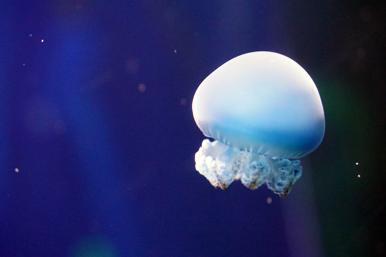 白色的还有彩色的~像星星一样~最漂亮的就是水母啦~不过水生动物还是