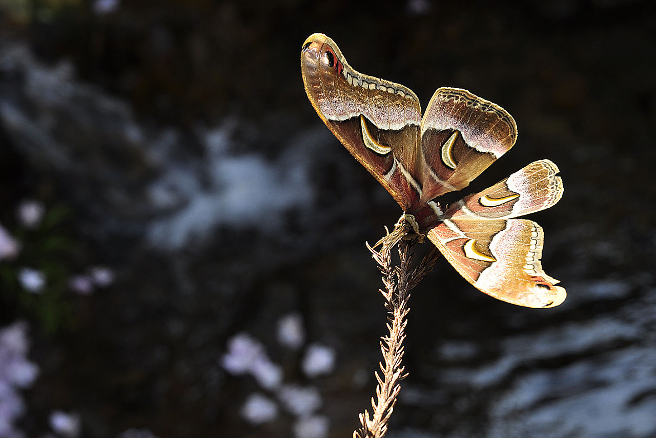 葫芦锹甲角斑樗蚕熊蜂猎蝽跳蛛中华虎甲中华虎甲