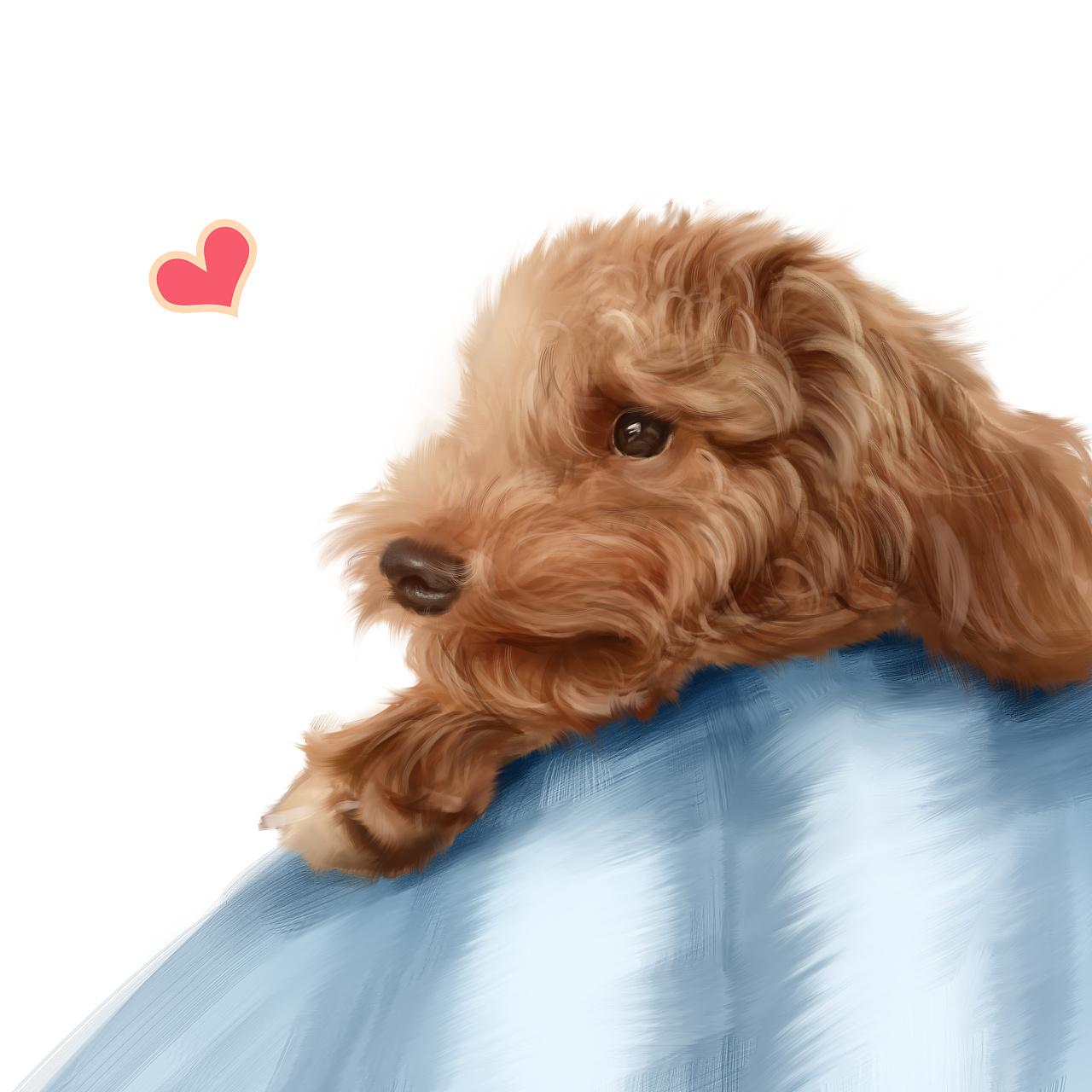 泰迪 宠物手绘 宠物头像 宠物插画 手绘约稿