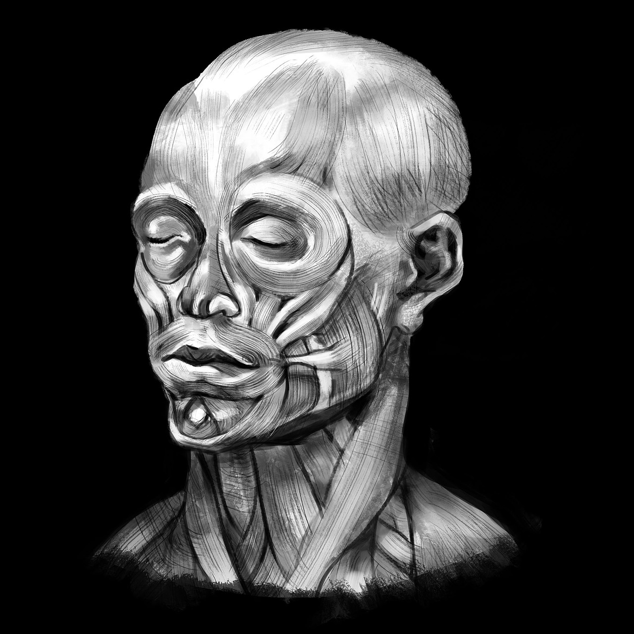 人头骨肌肉石膏基础练习