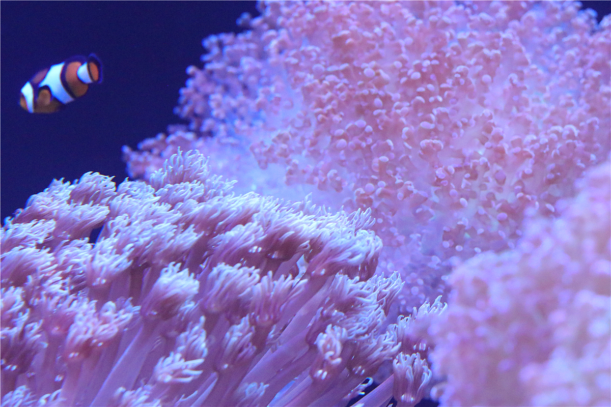 珊瑚:海洋女神的裙摆