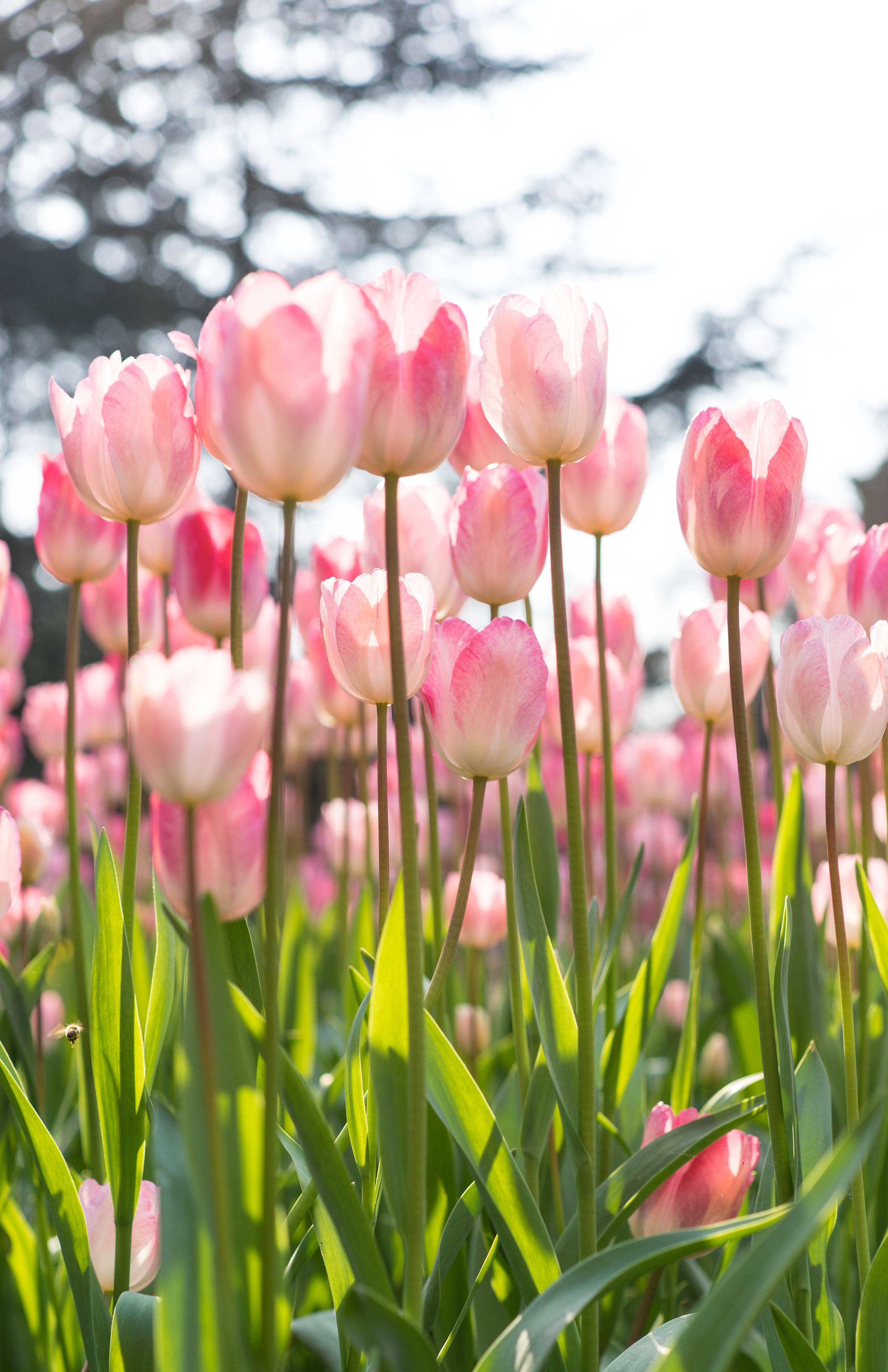 大王叫我来巡山,转角遇到"郁金仙"