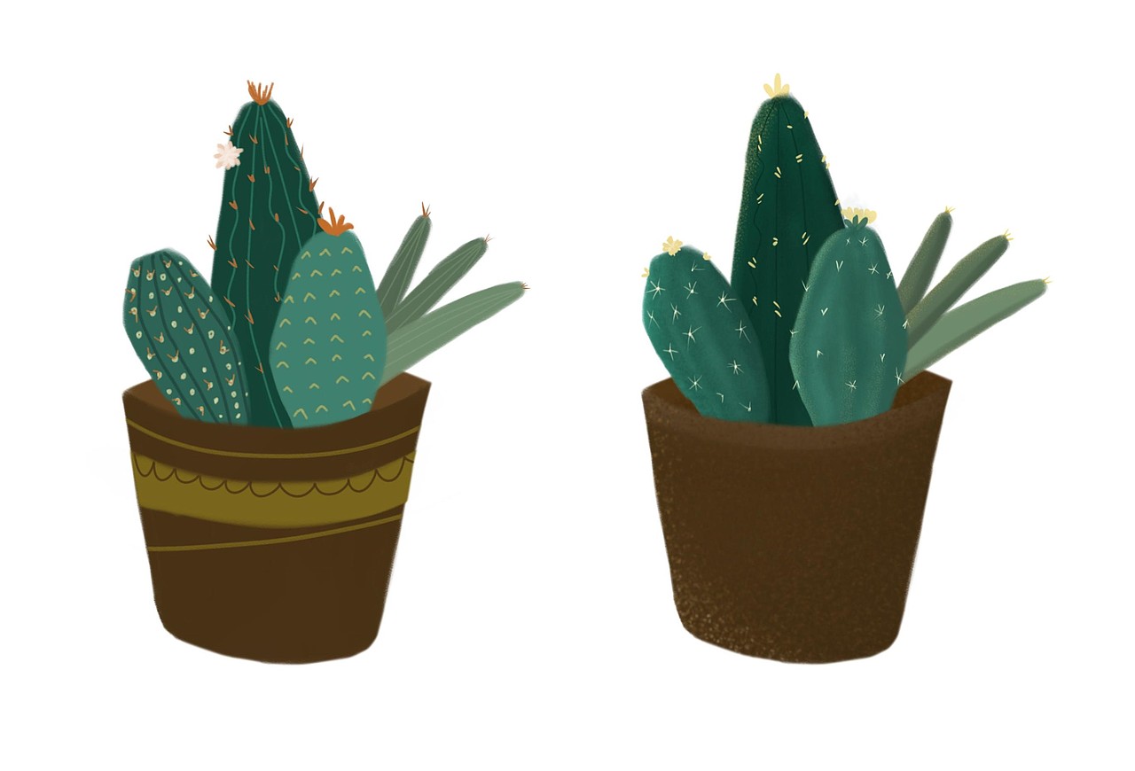 扁平肌理仙人掌