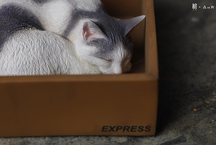 末匠丨森口修の猫之睡眠团猫
