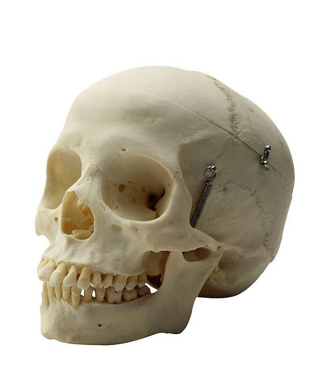 头骨|插画|商业插画|peter肖吉 - 原创作品 - 站酷 (zcool)