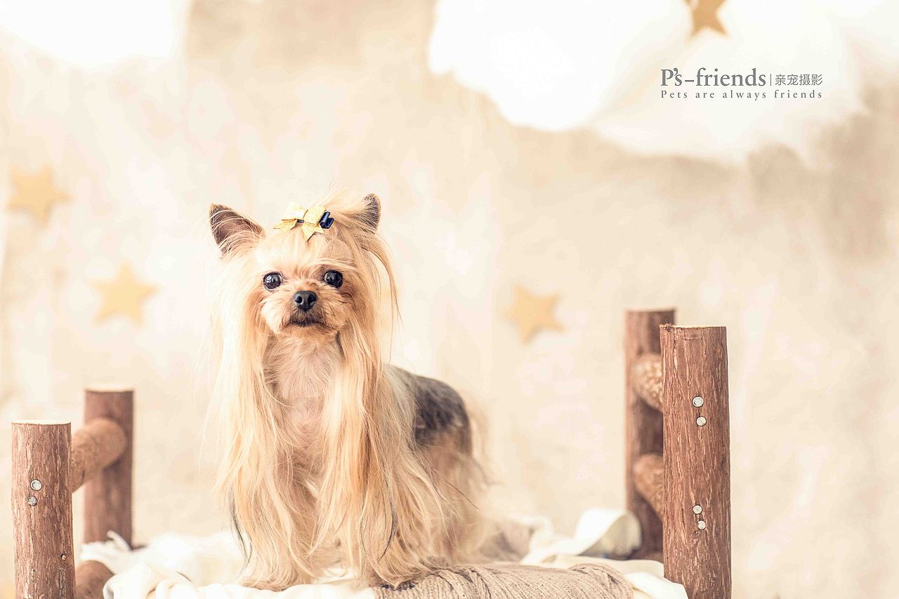 春秋冬夏十几载（图ZMTUxNDI4MTQw） - 宠物摄影 - 站酷设计师PS亲宠摄影原创素材 - 站酷ZCOOL