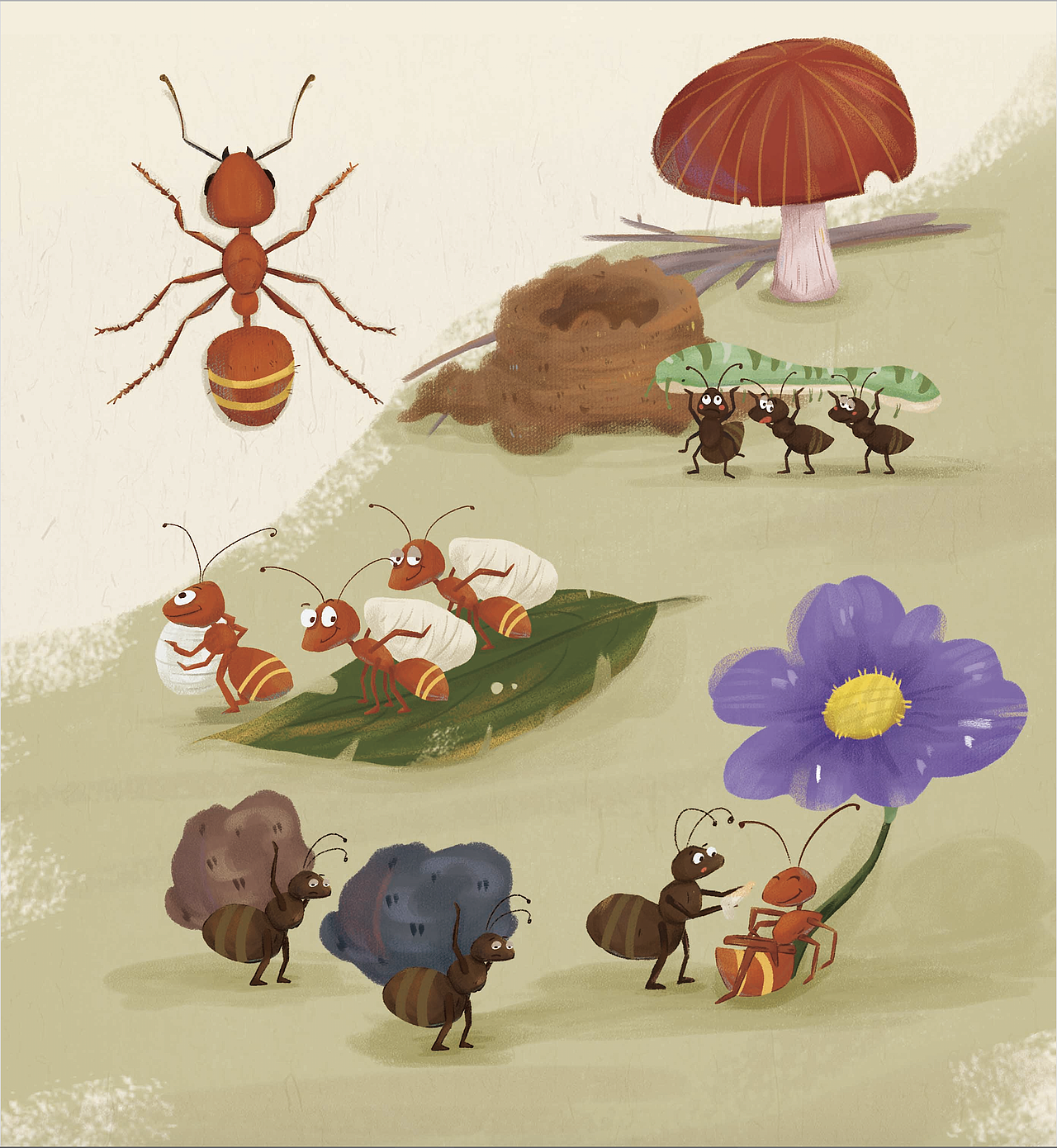 昆虫记绘本插画共计21种昆虫局部放出