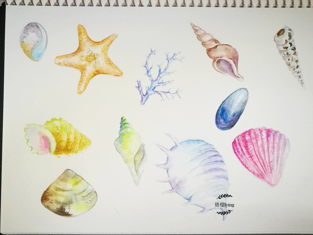 海螺绘画涂什么颜料图片
