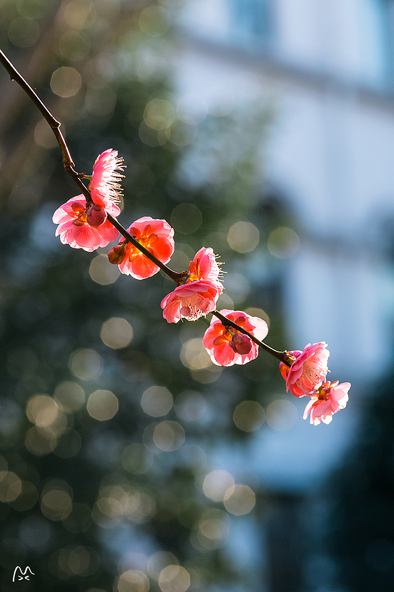 江南无所有，聊寄一枝春（图ZNzE2MDk4NzY=） - 风光摄影 - 站酷设计师喵呜不停原创素材 - 站酷ZCOOL