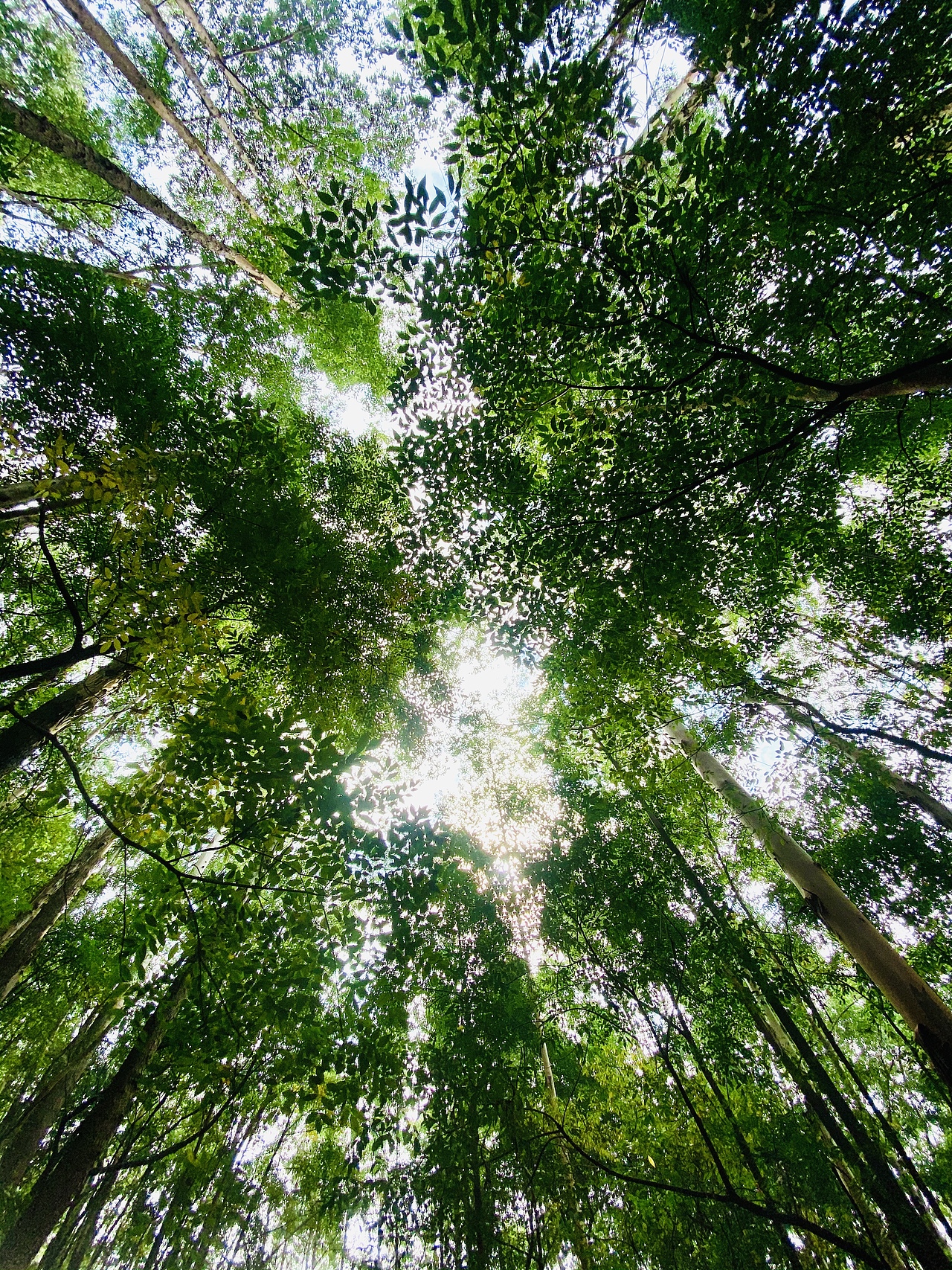 手机摄影-广州白云原始森林