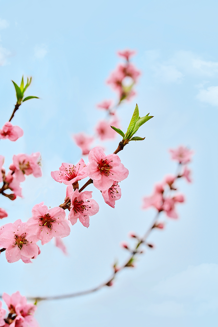 春花集/桃花 /静物摄影（图ZMjkyNjk5NDI4） - 风光摄影 - 站酷设计师六悦古风妆造摄影原创素材 - 站酷ZCOOL
