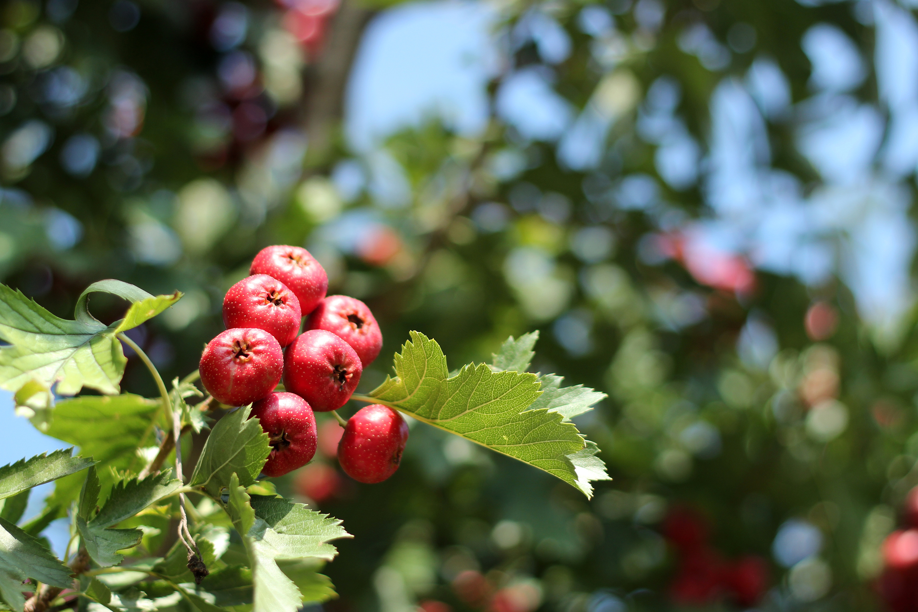 小红星山楂拍摄