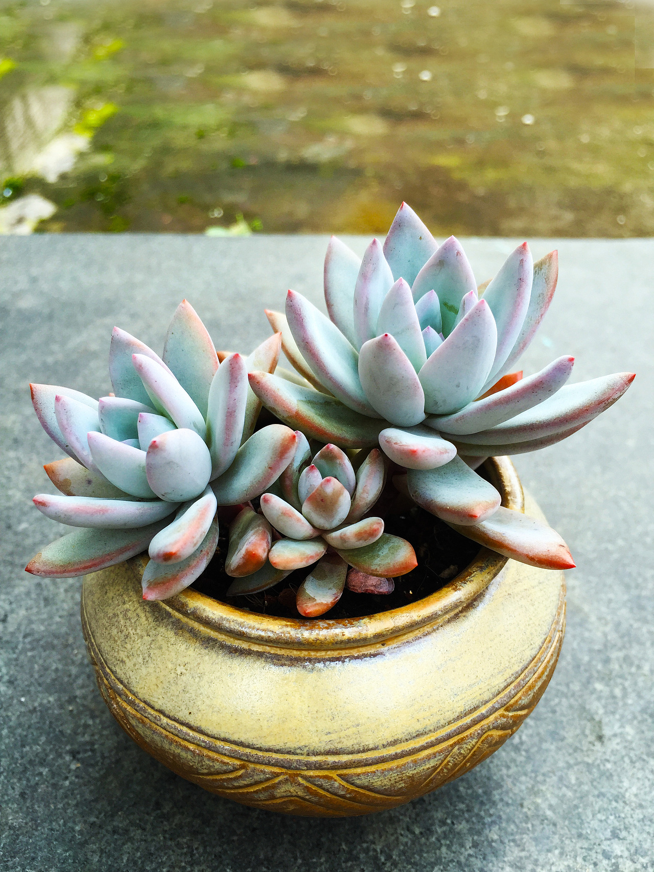 2015-2017年间的一些多肉（图ZODMyNTk4MDQ=） - 产品摄影 - 站酷设计师一一是只汪原创素材 - 站酷ZCOOL