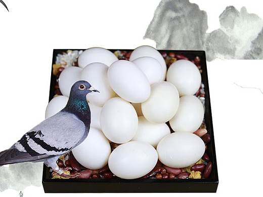 山东原生态鲜鸽蛋（个人主页-ZMjc1NDU5Mjg=） - 其他平面 - 站酷设计师Eddiena原创素材 - 站酷ZCOOL