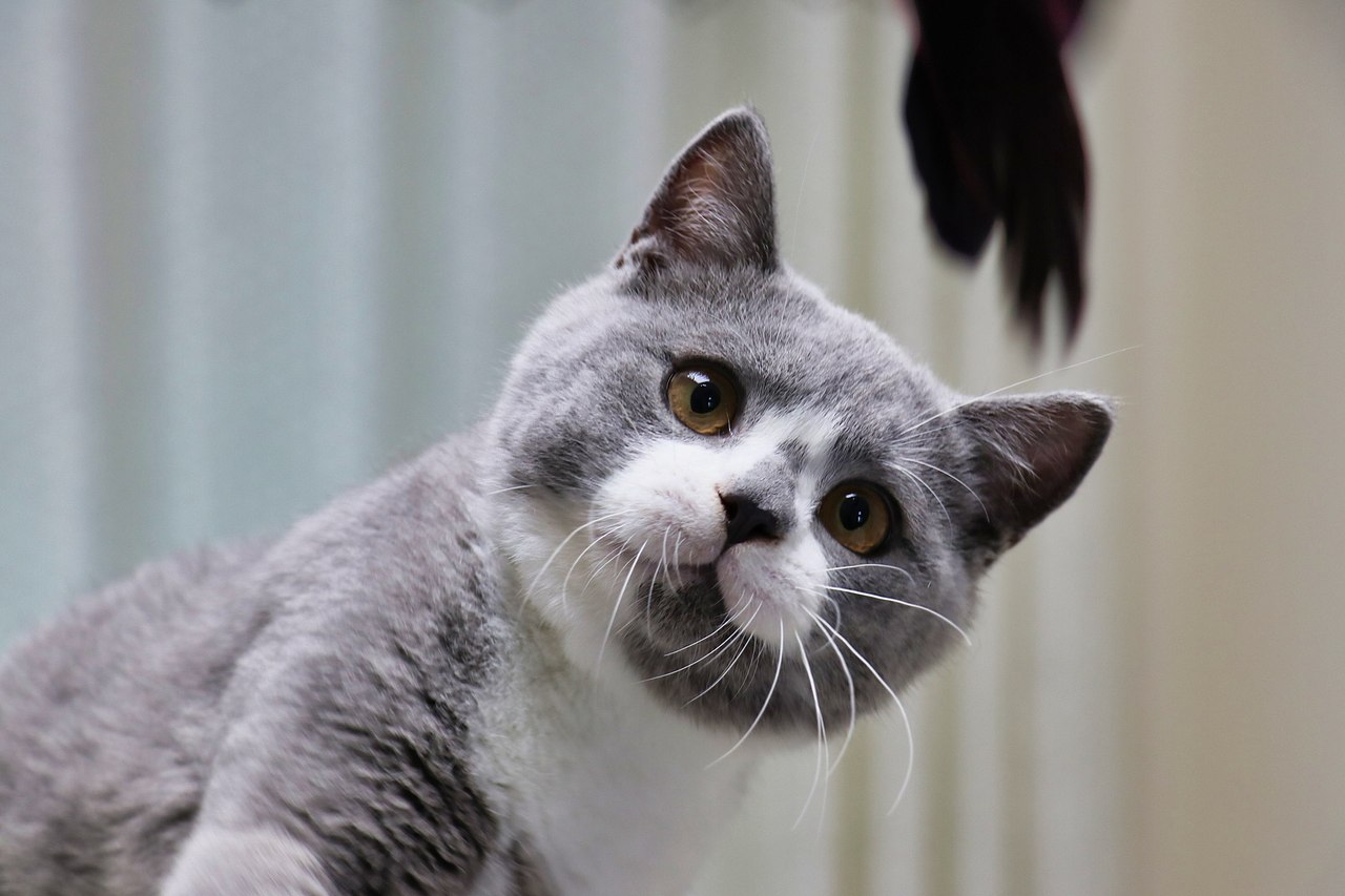 131英短蓝白公正八白手套满背英国短毛猫蓝白