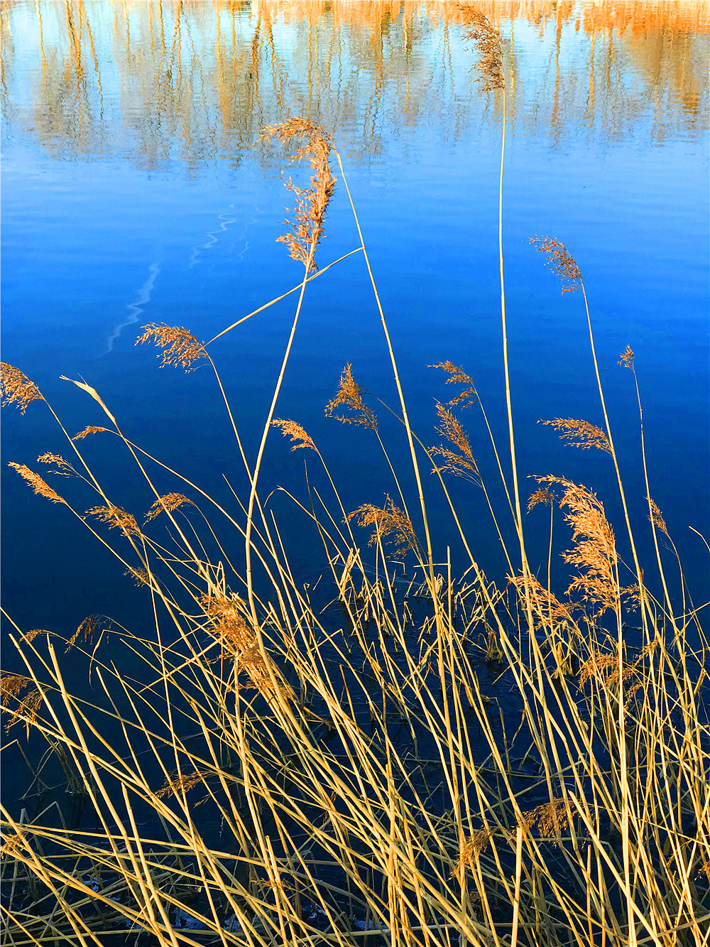 刘勇良纪实摄影:冬日阳光下的芦苇荡