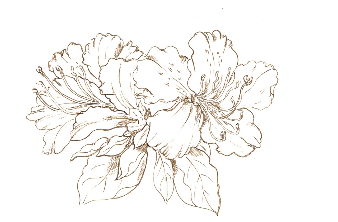 植物手绘线描图