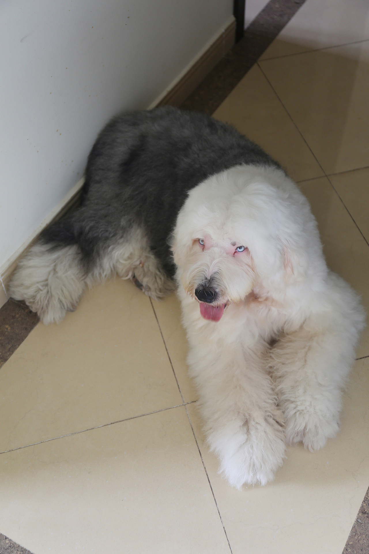 他五岁了（图ZNjUwMjI5ODQ=） - 宠物摄影 - 站酷设计师芥末小E原创素材 - 站酷ZCOOL