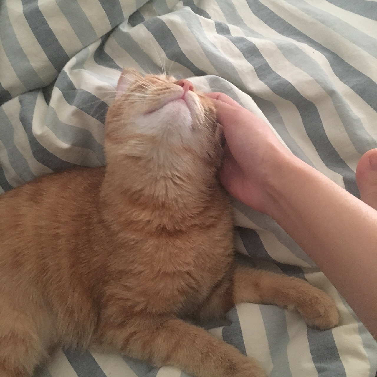 菜刀眼黄豆芽的日常（图ZODEwMzcyMjg=） - 宠物摄影 - 站酷设计师violasean原创素材 - 站酷ZCOOL