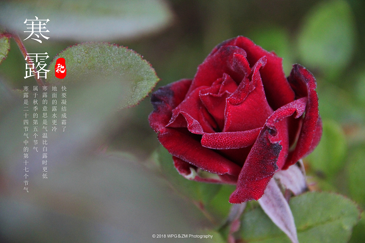 《 寒露 》
