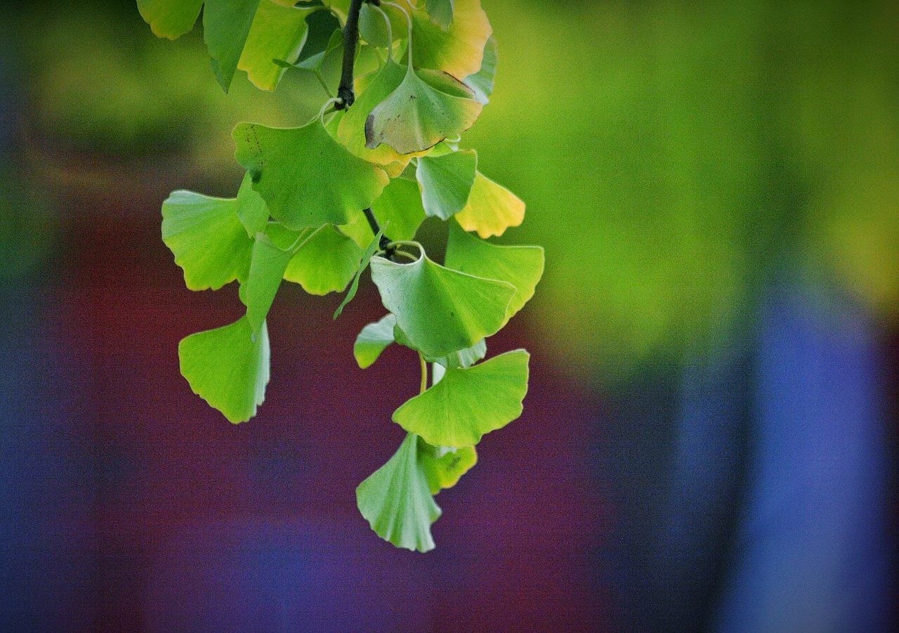 银杏叶黄了|摄影|风光摄影|千羽帆_原创作品-站酷zcool