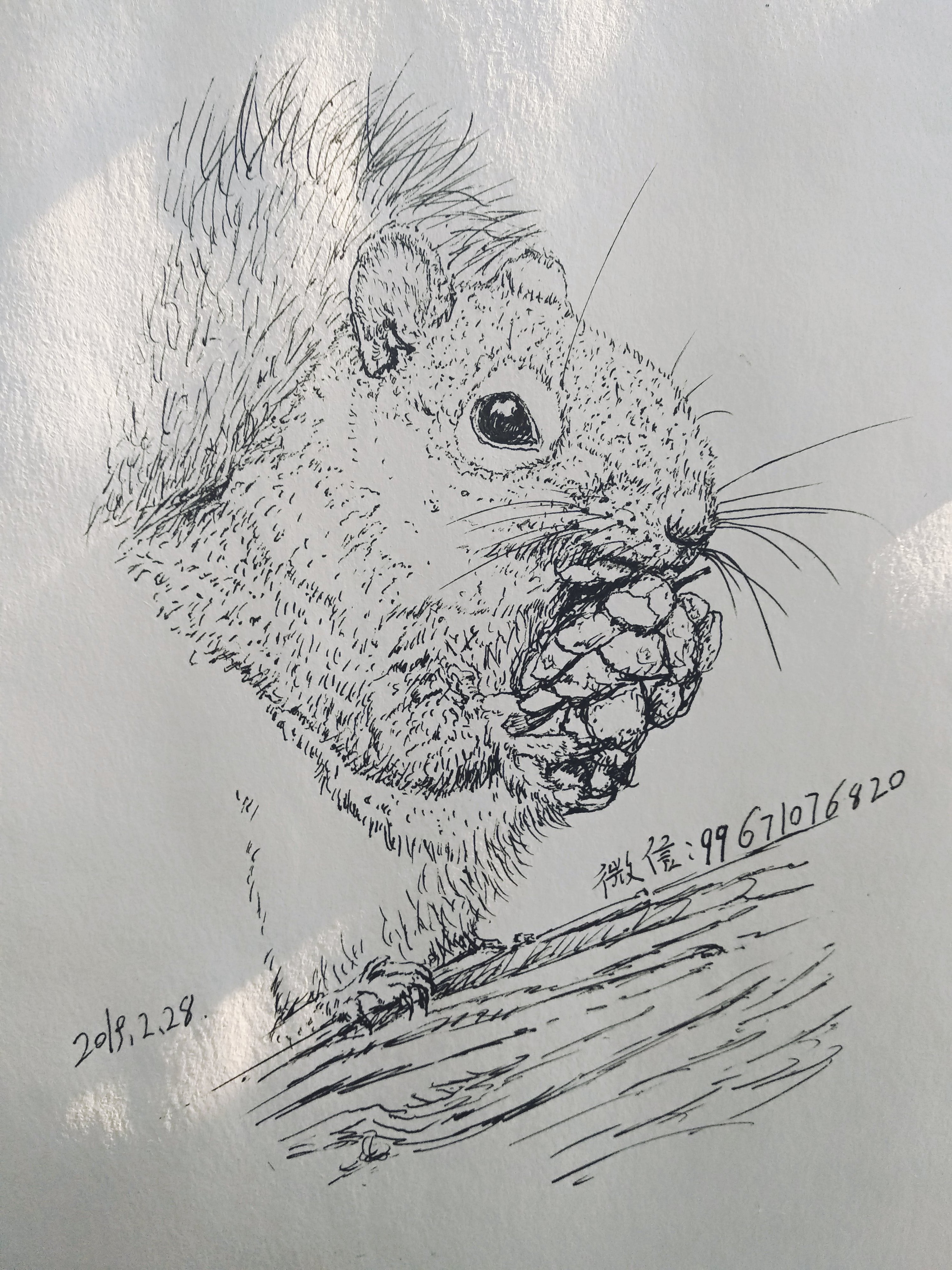 松鼠的黑白素描画图片
