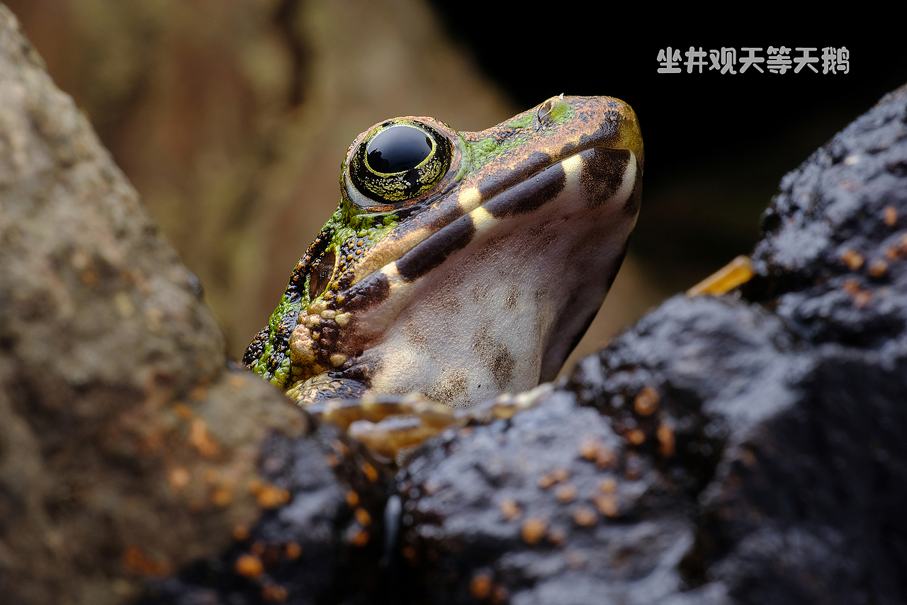 瓜哥微距活动-南昆山之行（图ZMjU1MzIxMTcy） - 其他摄影 - 站酷设计师瓜哥微距摄影原创素材 - 站酷ZCOOL
