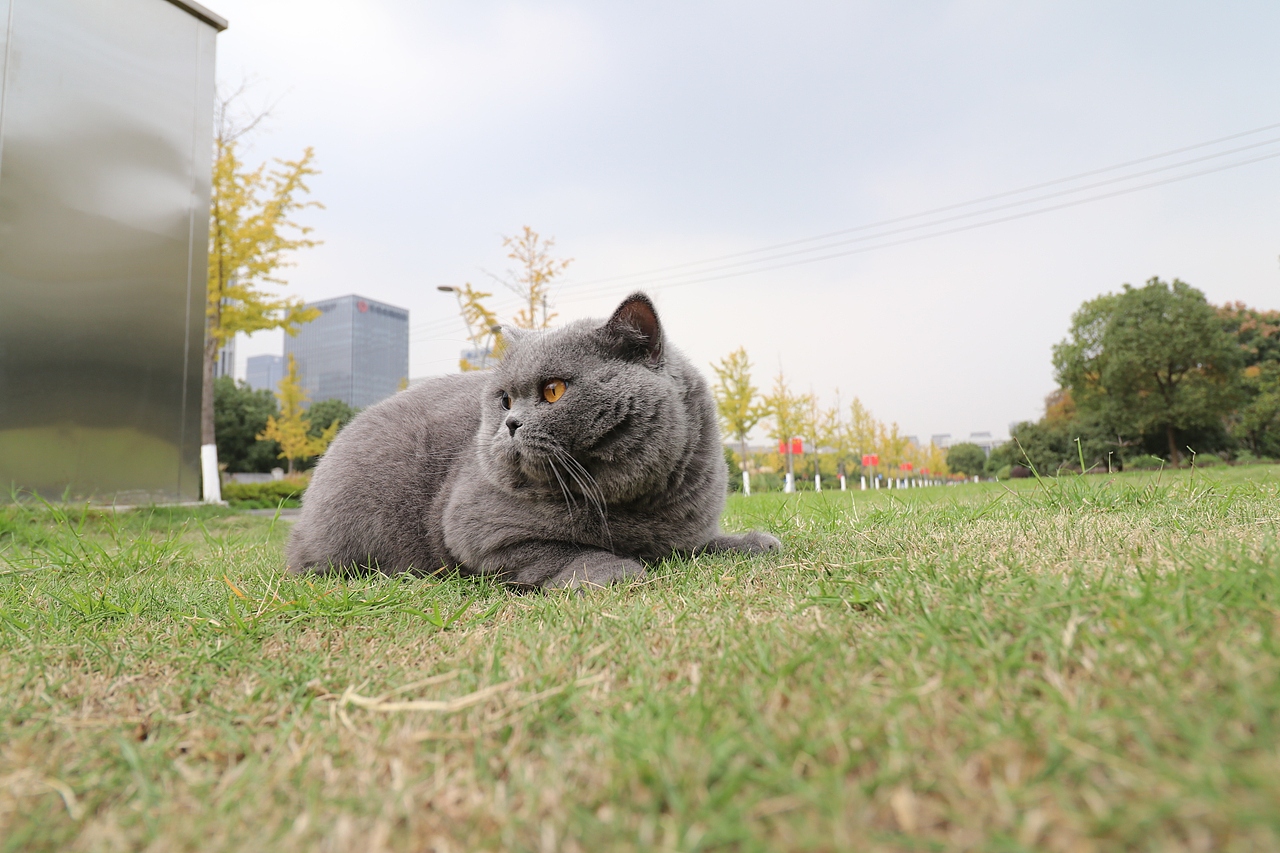 沐米猫舍 纯蓝色-英国短毛猫-高清照片