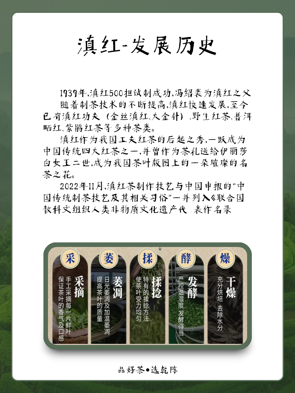 每天一款茶滇红工夫茶