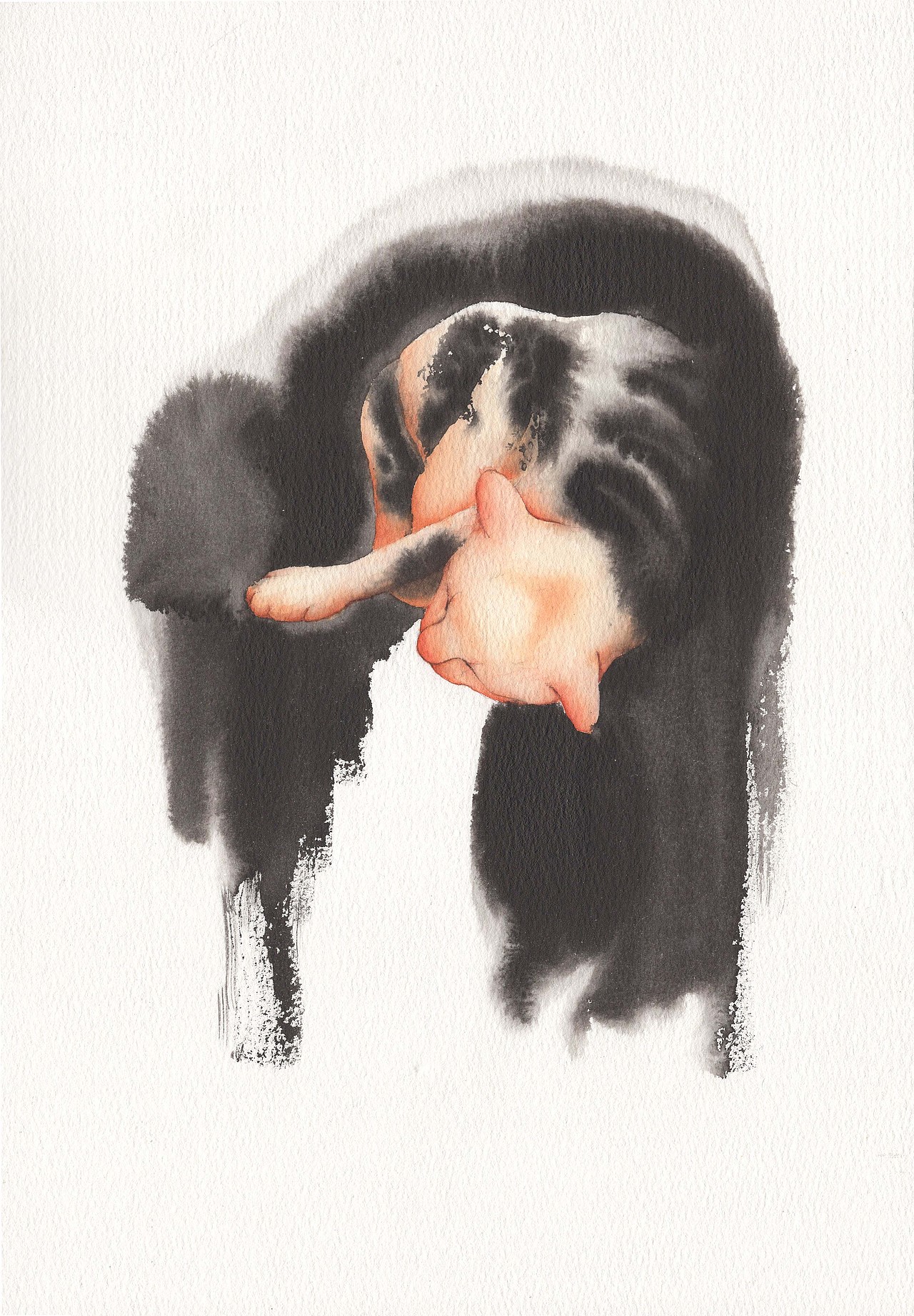 睡貓（圖ZMTUxNjEyNzU2） - 藝術(shù)插畫 - 站酷設(shè)計師白比原創(chuàng)素材 - 站酷ZCOOL