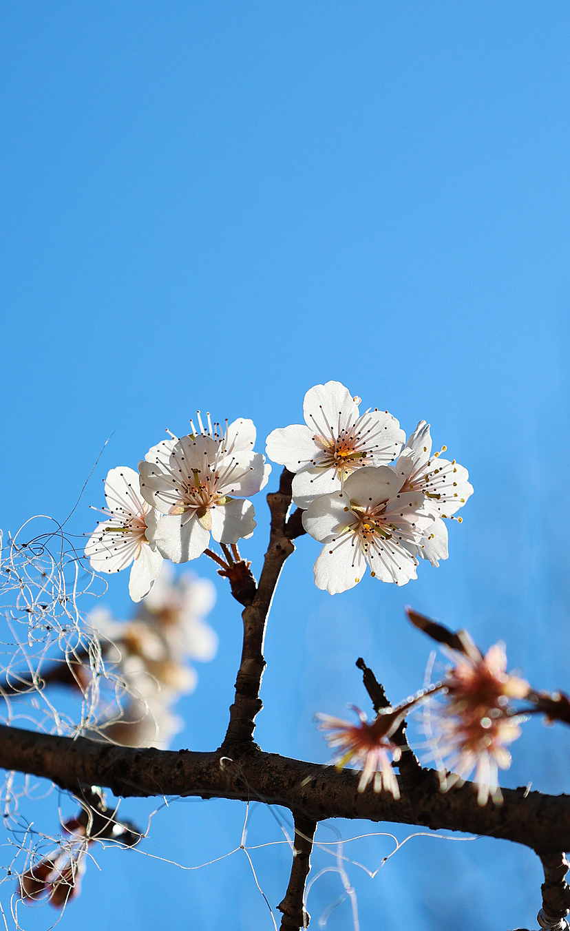 攝影.春日櫻桃花開（圖ZMzMyMjEwNzcy） - 風(fēng)光攝影 - 站酷設(shè)計(jì)師海天旖原創(chuàng)素材 - 站酷ZCOOL