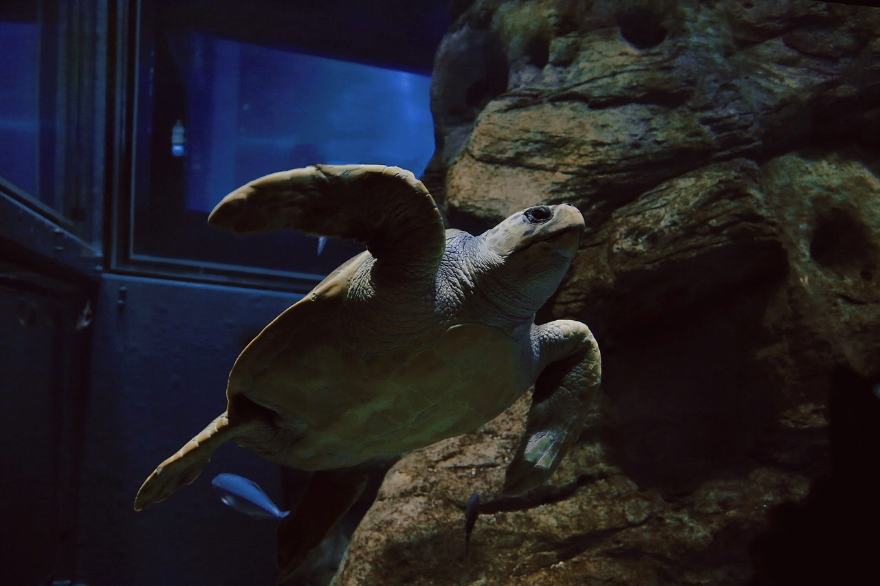 海游馆(摄影)（图ZMjQwODA0NTA0） - 风光摄影 - 站酷设计师sin纯子原创素材 - 站酷ZCOOL