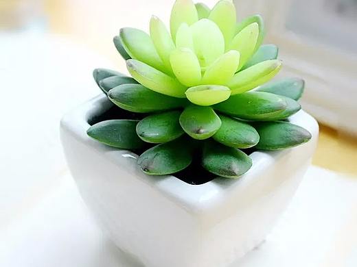 植物志APP